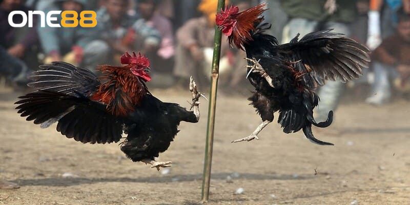 Kèo cược phong phú giúp người chơi tha hồ lựa chọn 